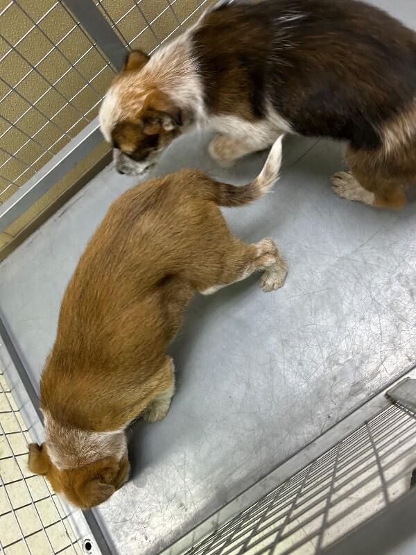 Enlarge Charlie, a Adoptable Mixed Breed in Hobbs, NM image 5/5