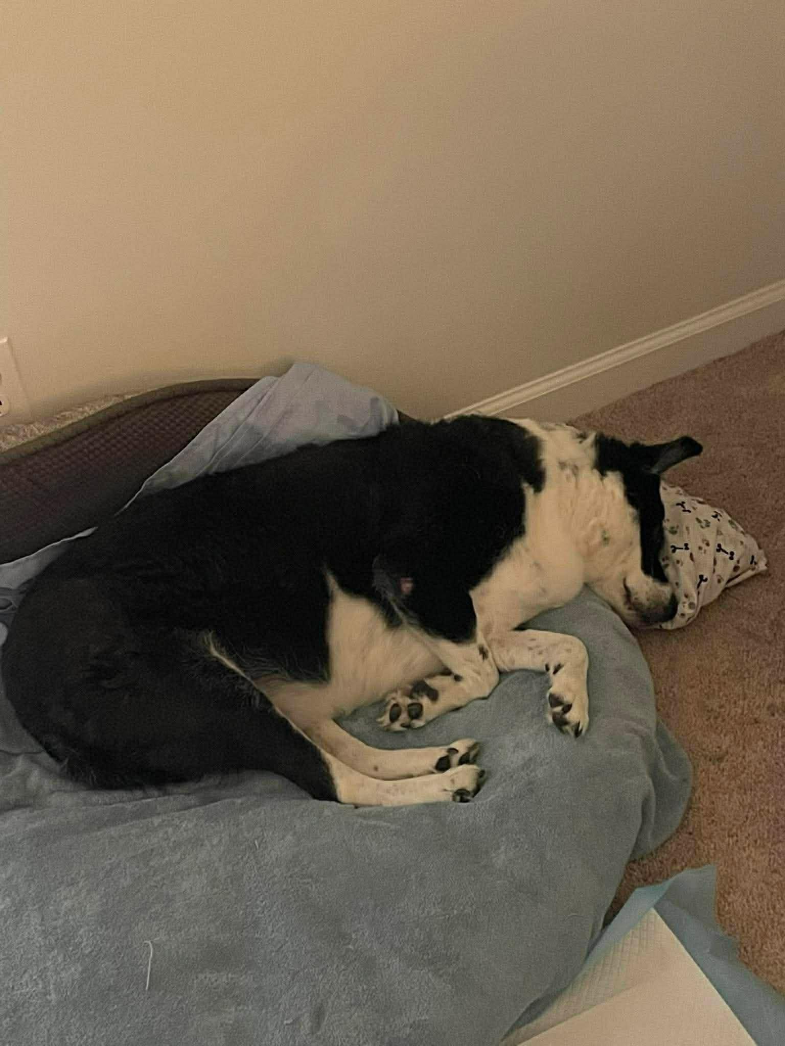 Stilla, Adoptable, Senior Female Border Collie.