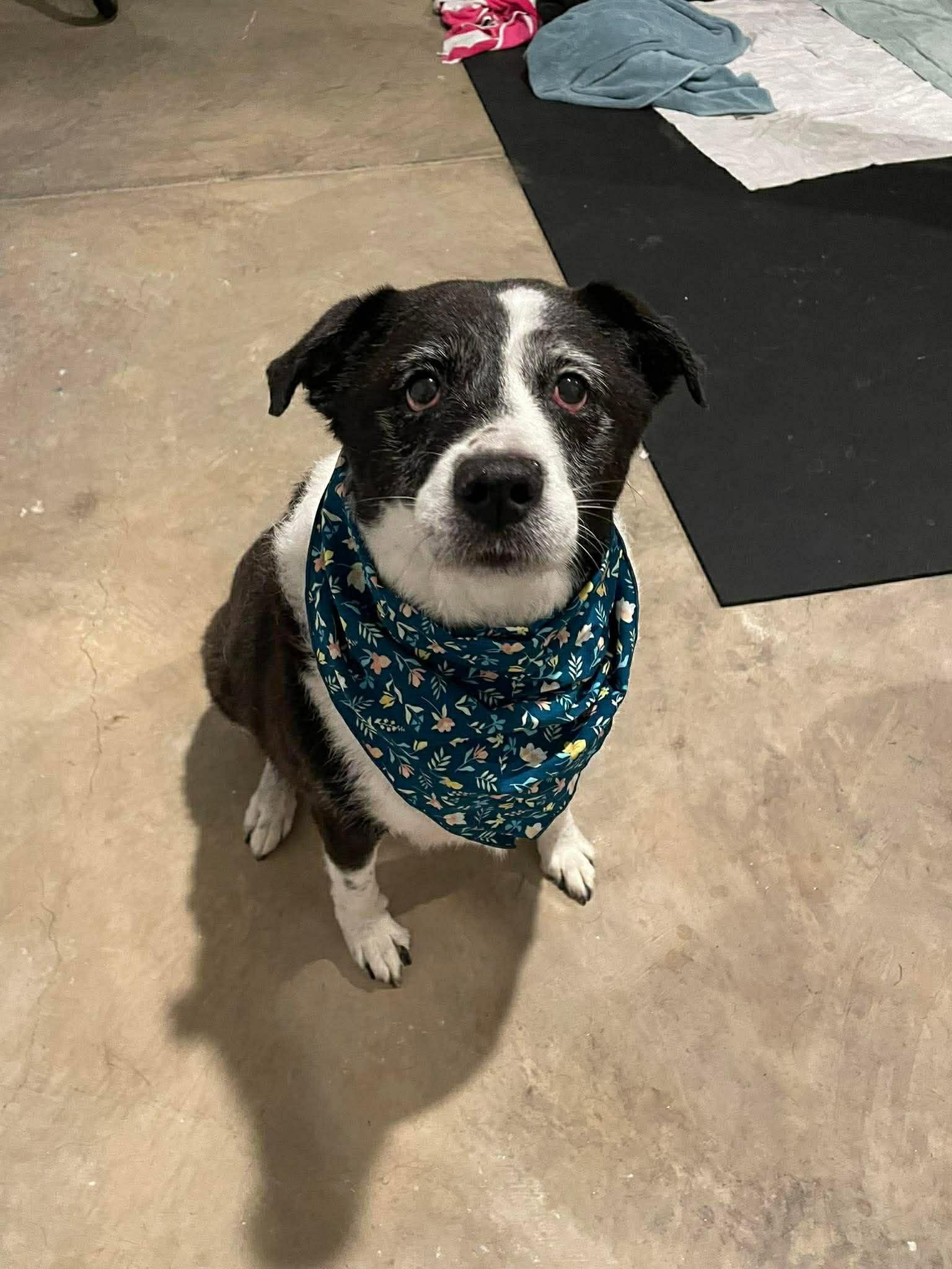 Enlarge Stilla, a Adoptable Border Collie in Stratham, NH image 3/3