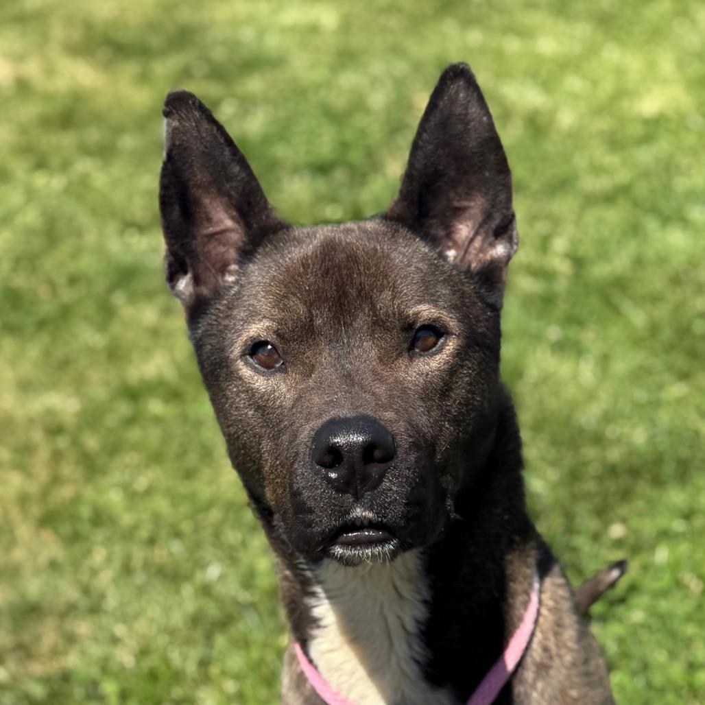 "Groot", Adoptable, Adult Male Akita & Staffordshire Bull Terrier.