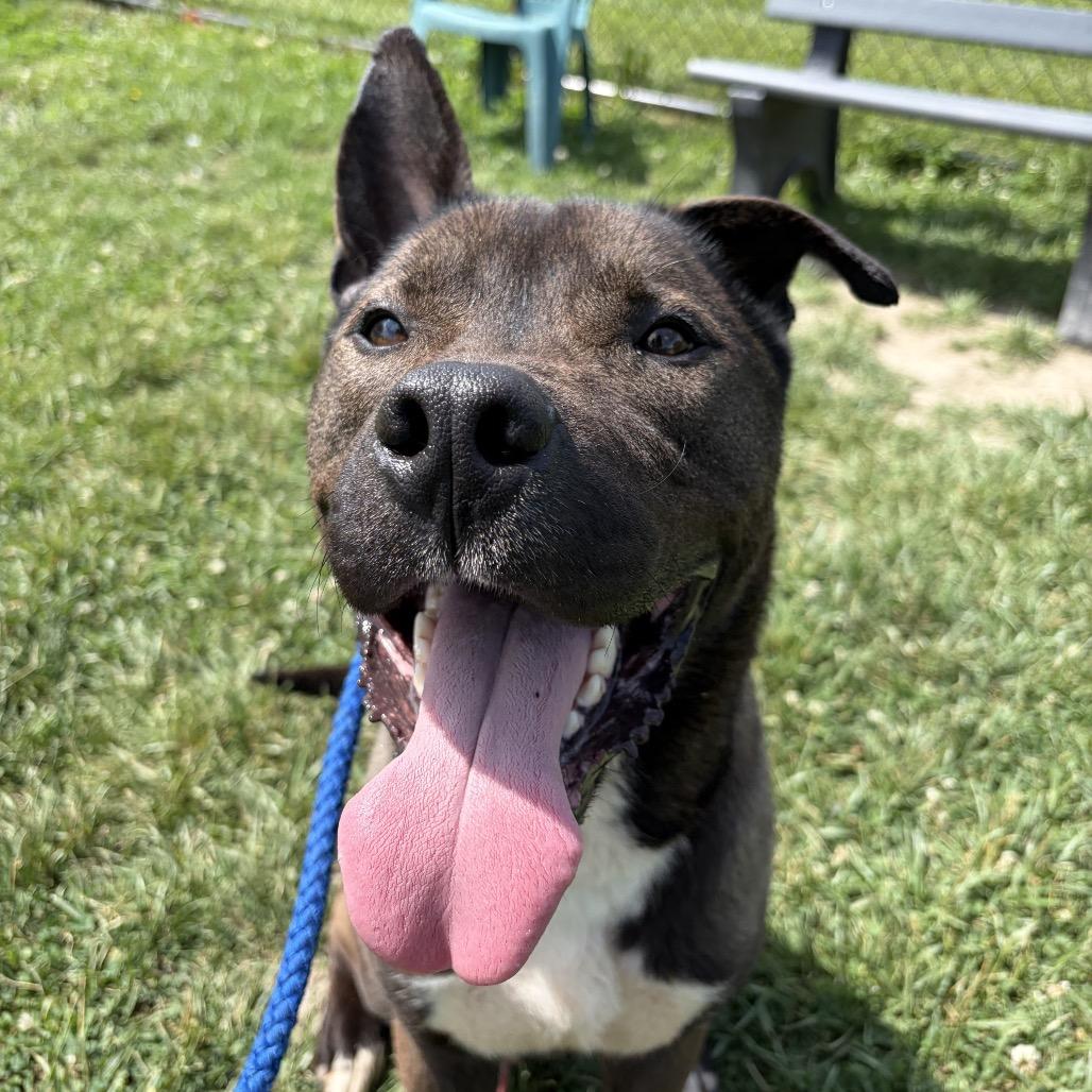 Enlarge "Groot", a Adoptable mixed breed in Perkiomenville, PA image 2/5