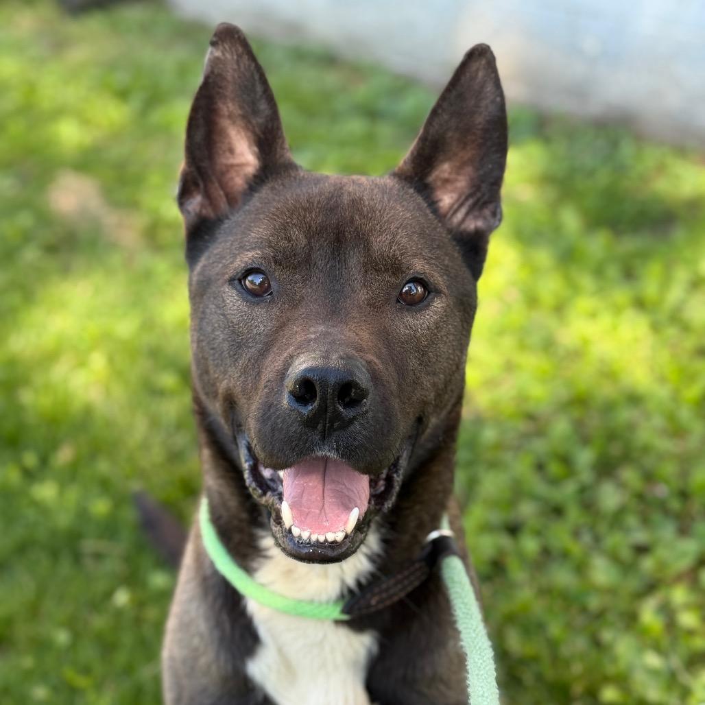 Enlarge "Groot", a Adoptable mixed breed in Perkiomenville, PA image 3/5