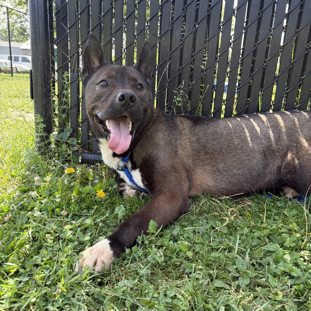 Enlarge "Groot", a Adoptable mixed breed in Perkiomenville, PA image 4/5