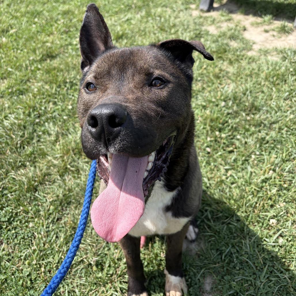 Enlarge "Groot", a Adoptable mixed breed in Perkiomenville, PA image 5/5