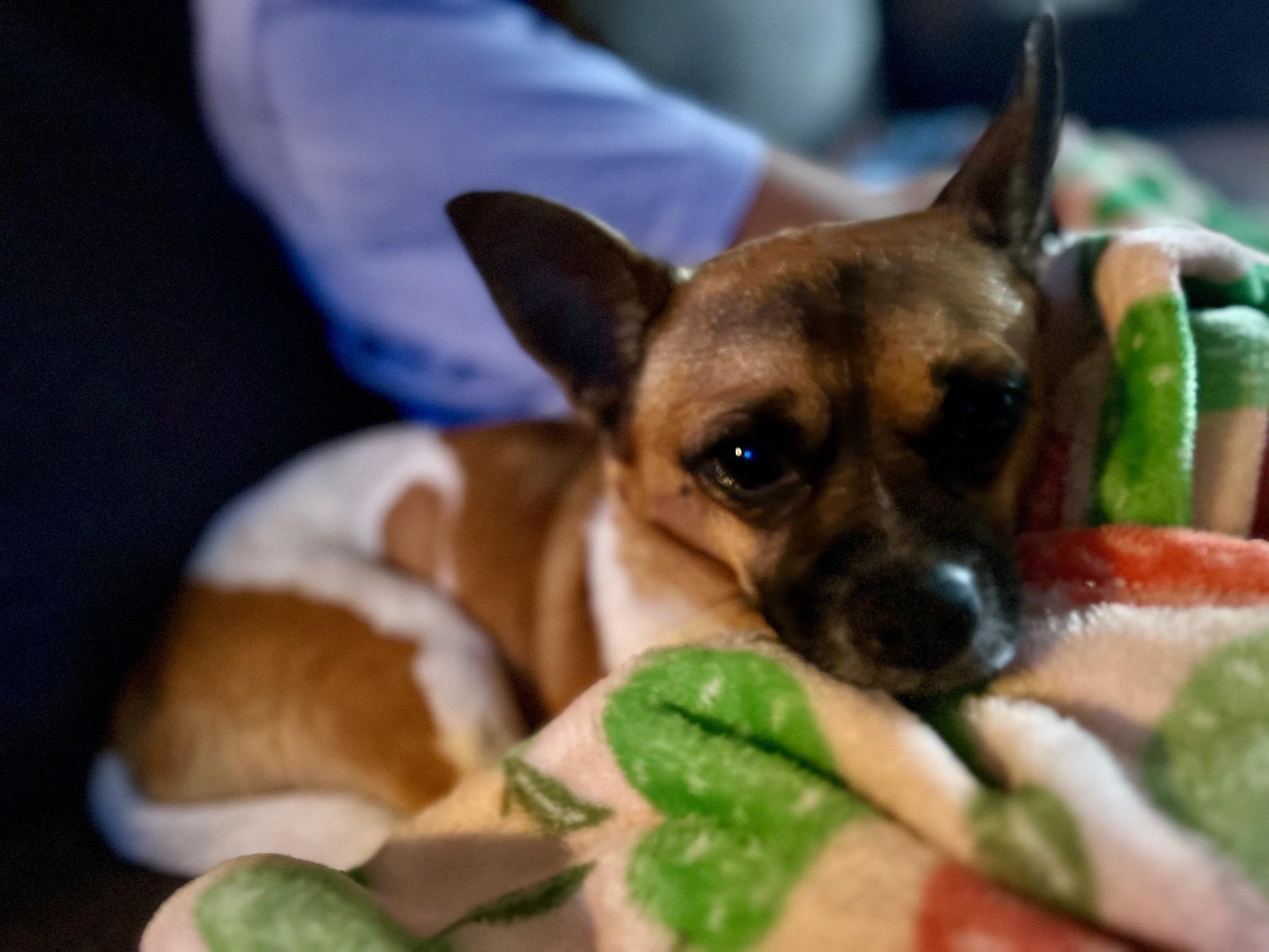 My Buddy in Ohio, adopted, Adult Male Chihuahua.