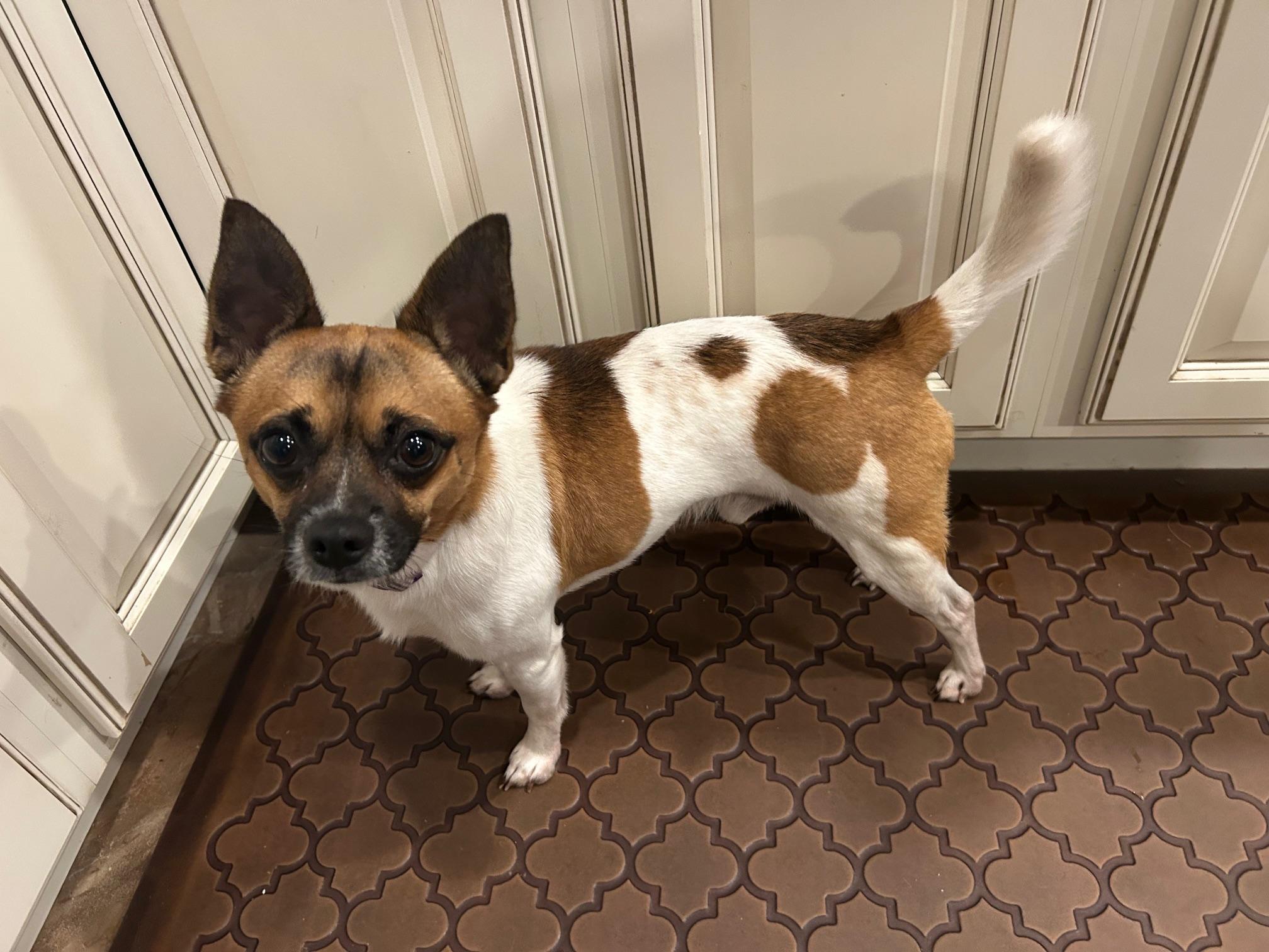 My Buddy in Ohio, an adopted mixed breed in Cincinnati, OH image 3/6