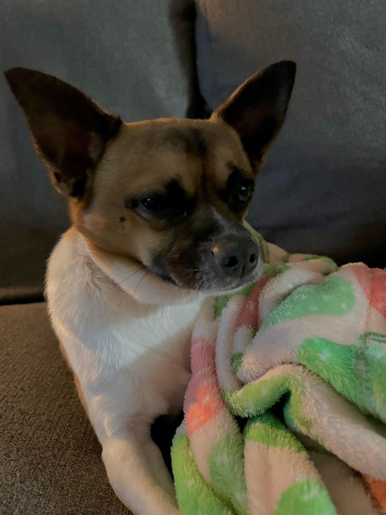 My Buddy in Ohio, an adopted mixed breed in Cincinnati, OH image 4/6