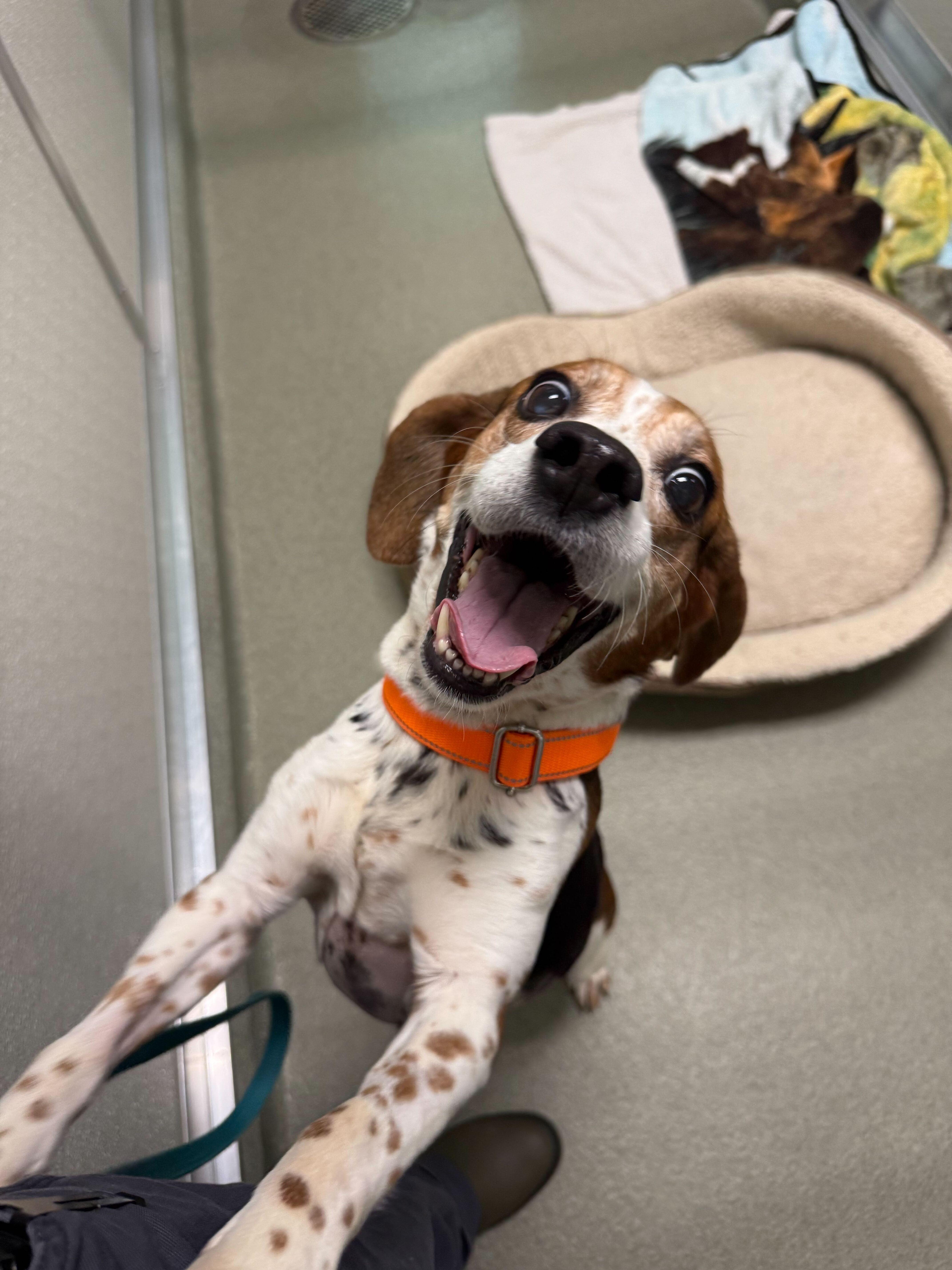 Enlarge Dava, an adopted Beagle in Maidens, VA image 1/2