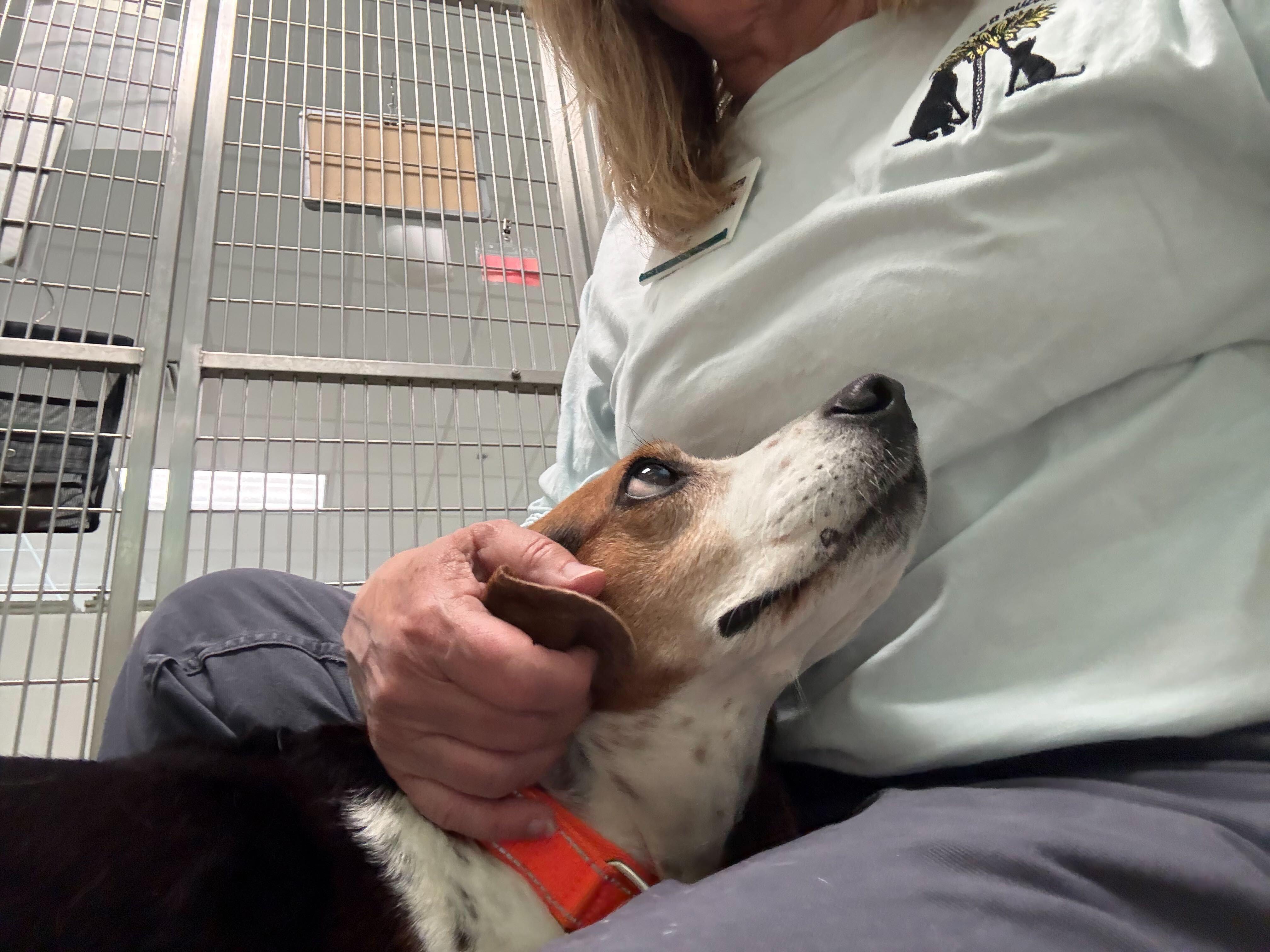 Enlarge Dava, an adopted Beagle in Maidens, VA image 2/2