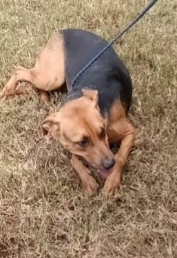 Fiona, Adoptable, Young Female Labrador Retriever & Shepherd.