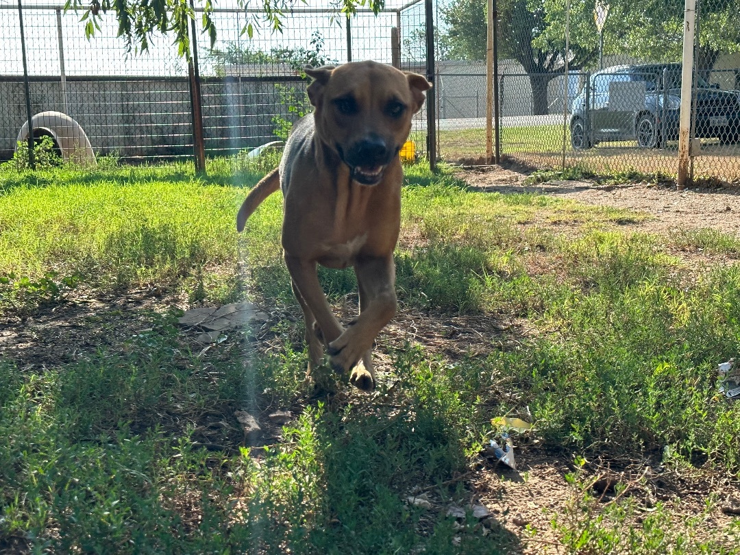 Enlarge Fiona, a Adoptable mixed breed in Henrietta, TX image 2/5