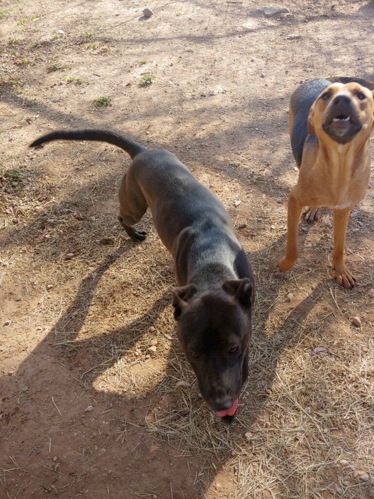 Enlarge Fiona, a Adoptable mixed breed in Henrietta, TX image 3/5