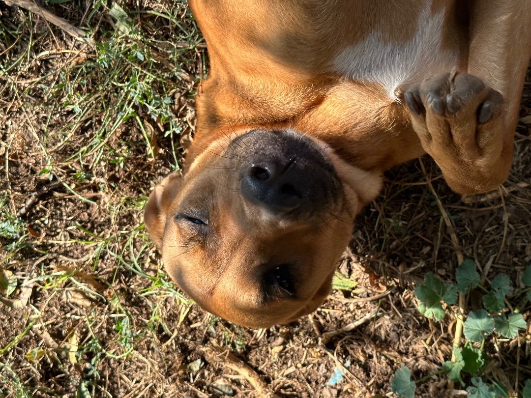 Enlarge Fiona, a Adoptable mixed breed in Henrietta, TX image 4/5