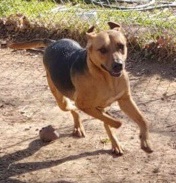 Enlarge Fiona, a Adoptable mixed breed in Henrietta, TX image 5/5