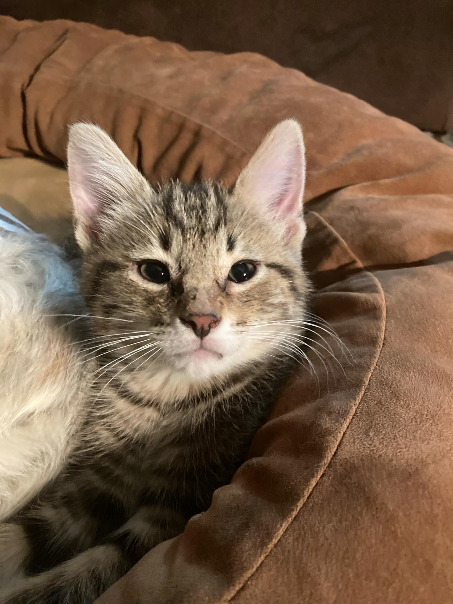 Enlarge Simba, a Adopted Domestic Medium Hair in Corydon, IN image 1/1