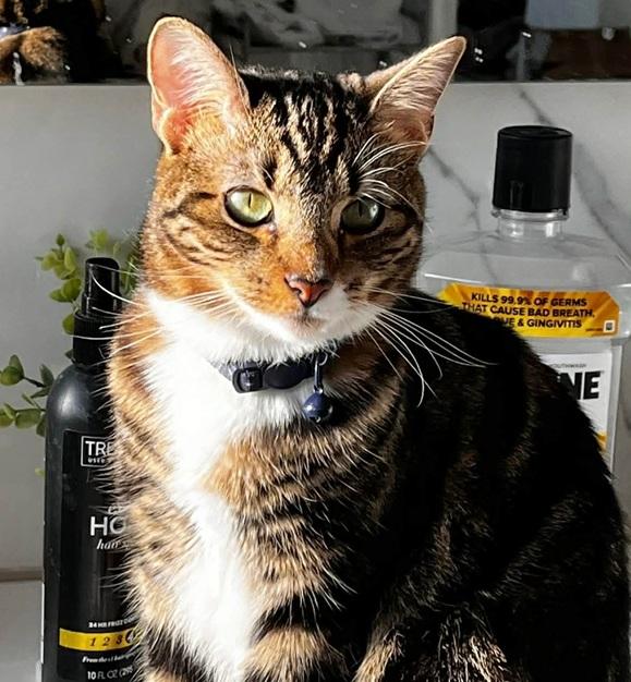 Enlarge Amy, a ADOPTABLE Tabby in Waxahachie, TX image 3/4