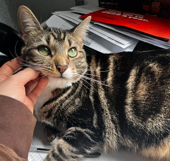 Enlarge Amy, a ADOPTABLE Tabby in Waxahachie, TX image 4/4