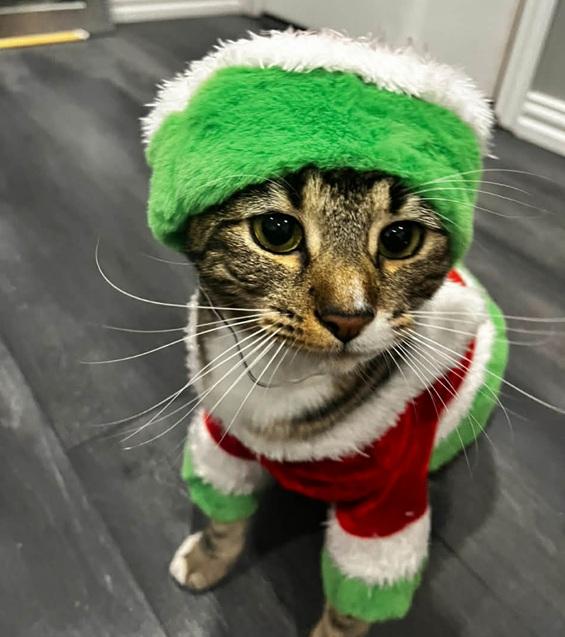 Enlarge Amy, a ADOPTABLE Tabby in Waxahachie, TX image 1/4