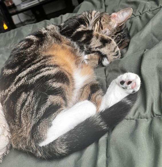 Enlarge Amy, a ADOPTABLE Tabby in Waxahachie, TX image 2/4