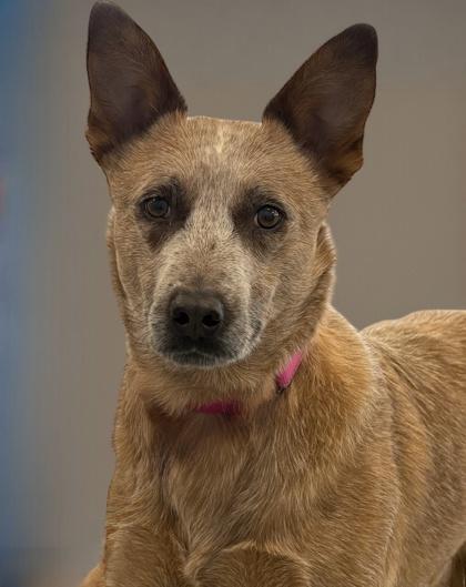 Gus, Adoptable, Adult Male Fox Terrier & Mixed Breed.