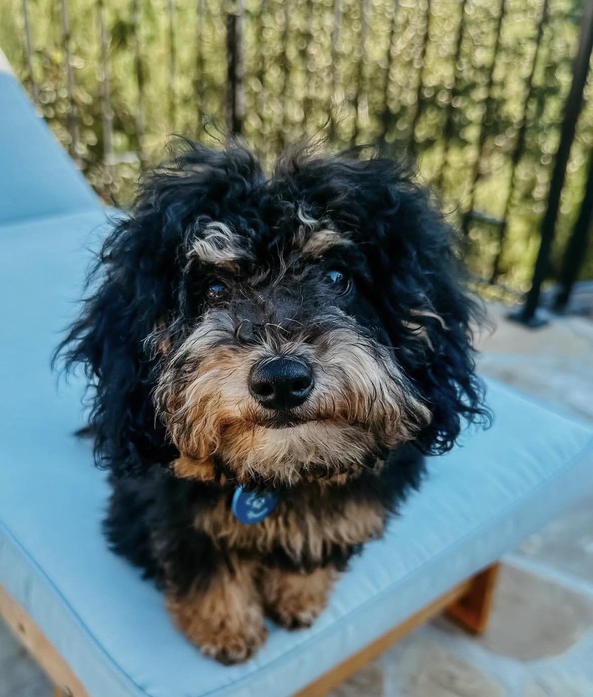 Tinsel, an adopted mixed breed in Pasadena, CA image 1/6