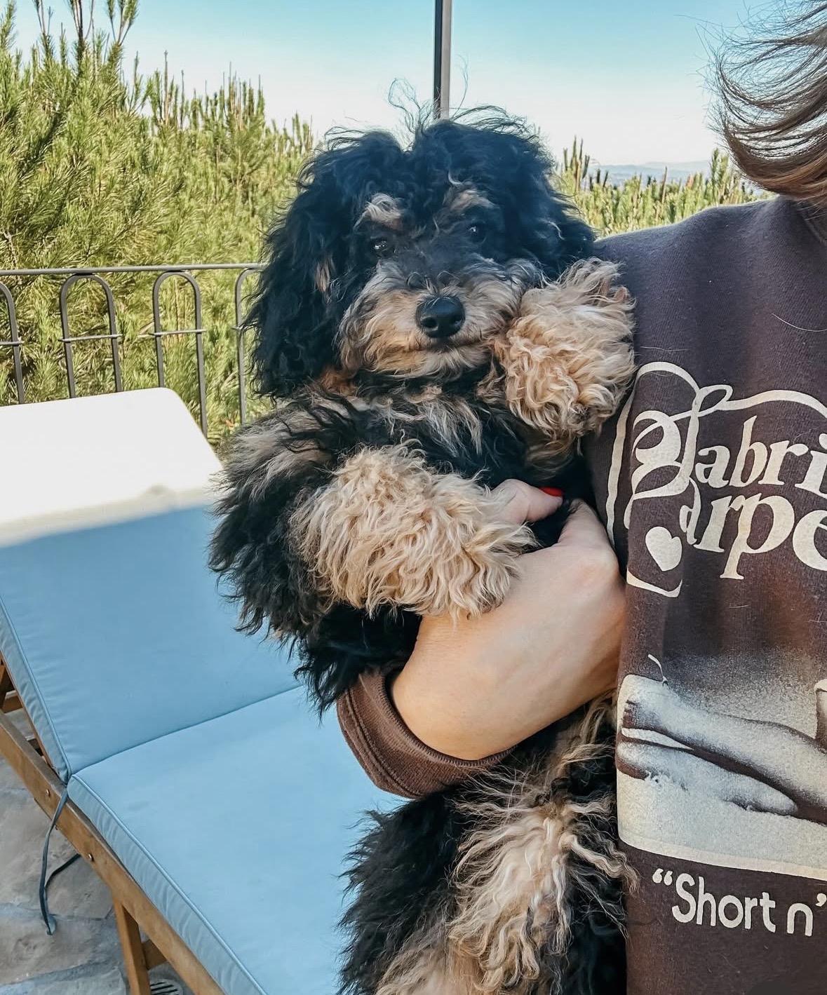 Tinsel, an adopted mixed breed in Pasadena, CA image 2/6