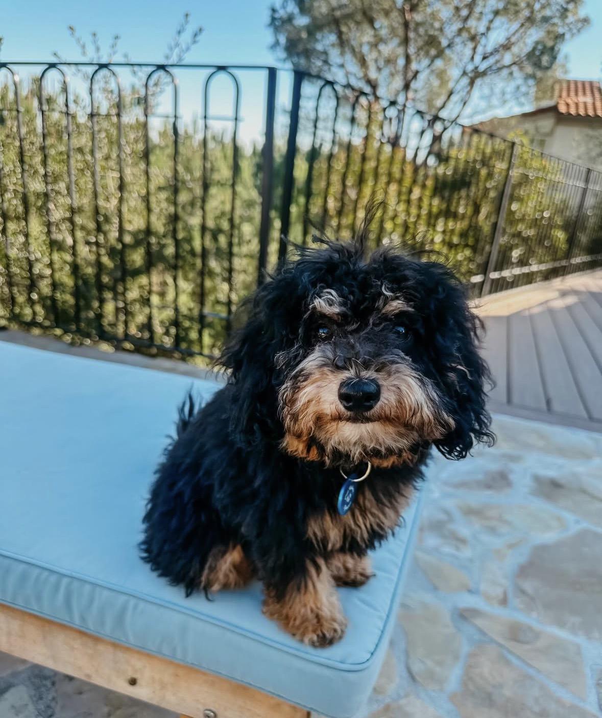 Tinsel, an adopted mixed breed in Pasadena, CA image 3/6