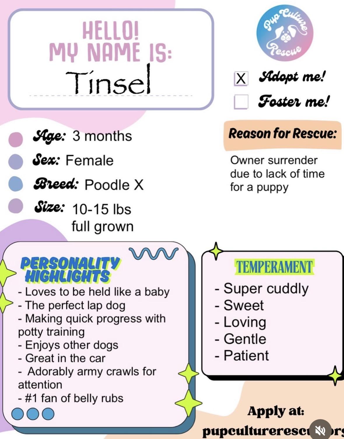 Tinsel, an adopted mixed breed in Pasadena, CA image 4/6