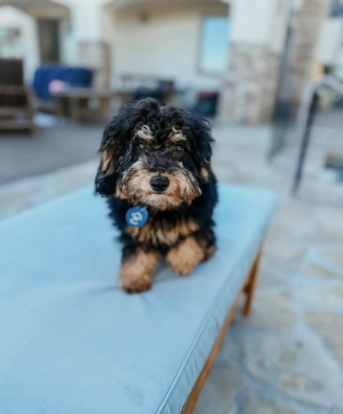 Tinsel, an adopted mixed breed in Pasadena, CA image 5/6