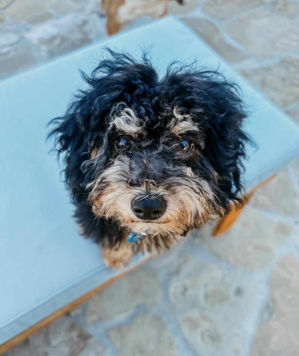 Tinsel, an adopted mixed breed in Pasadena, CA image 6/6