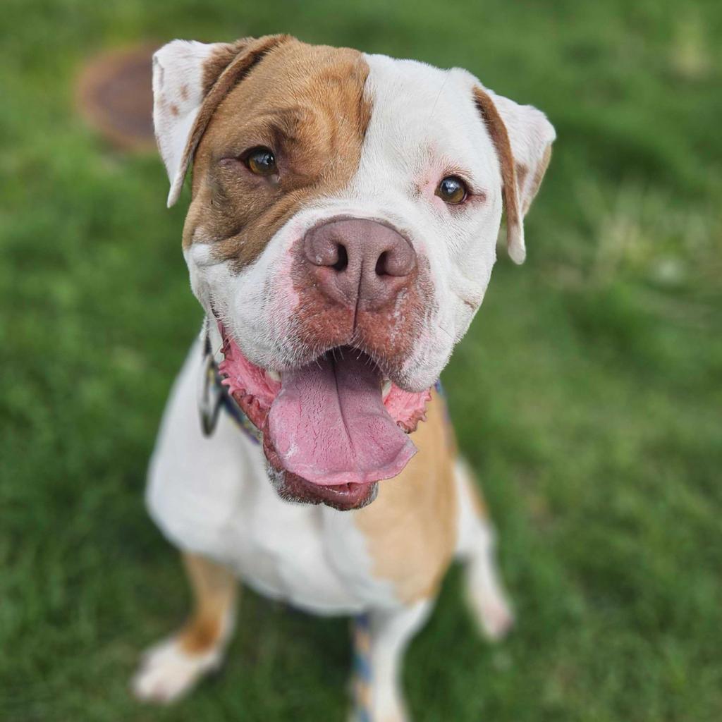 Enlarge Dan the Man, a Adoptable Mixed Breed in Davenport, IA image 1/6