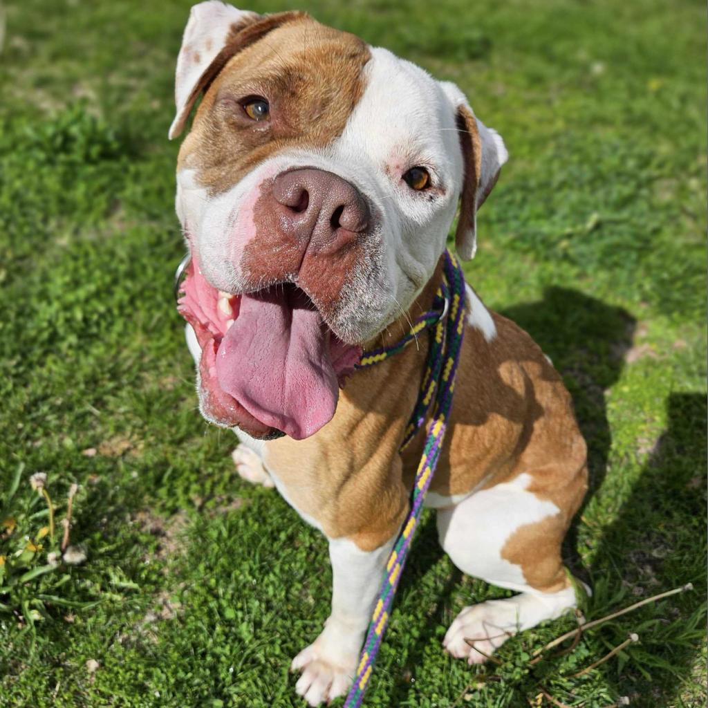 Enlarge Dan the Man, a Adoptable Mixed Breed in Davenport, IA image 2/6