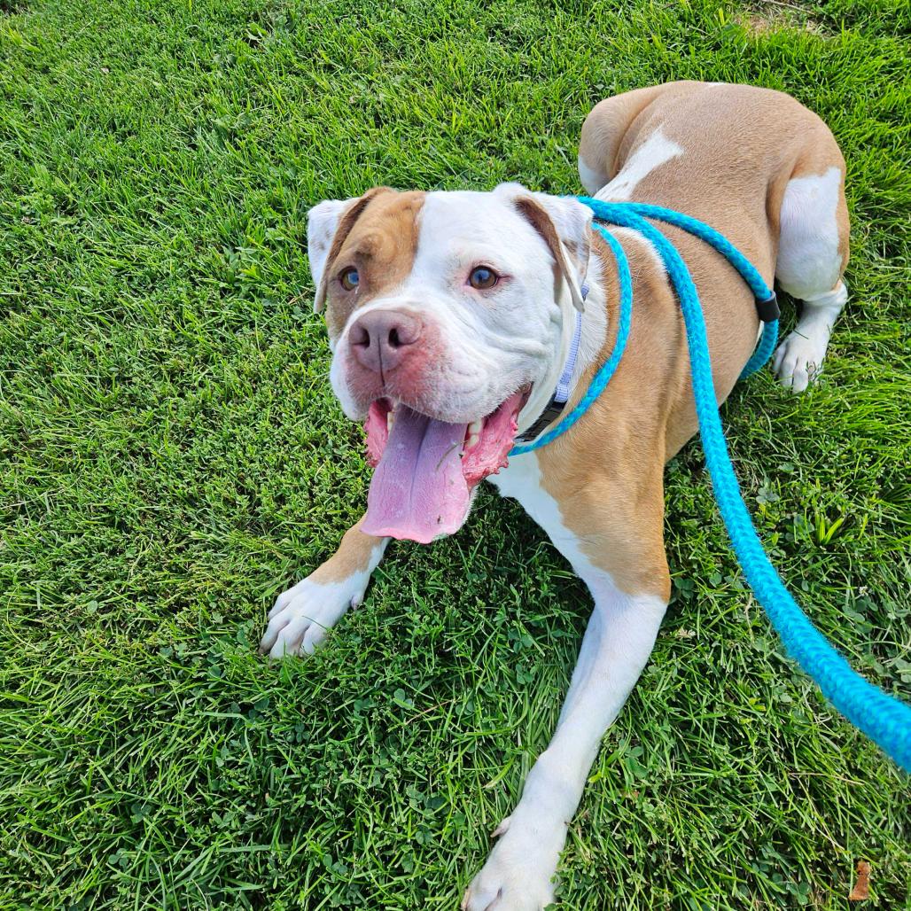 Enlarge Dan the Man, a Adoptable Mixed Breed in Davenport, IA image 4/6
