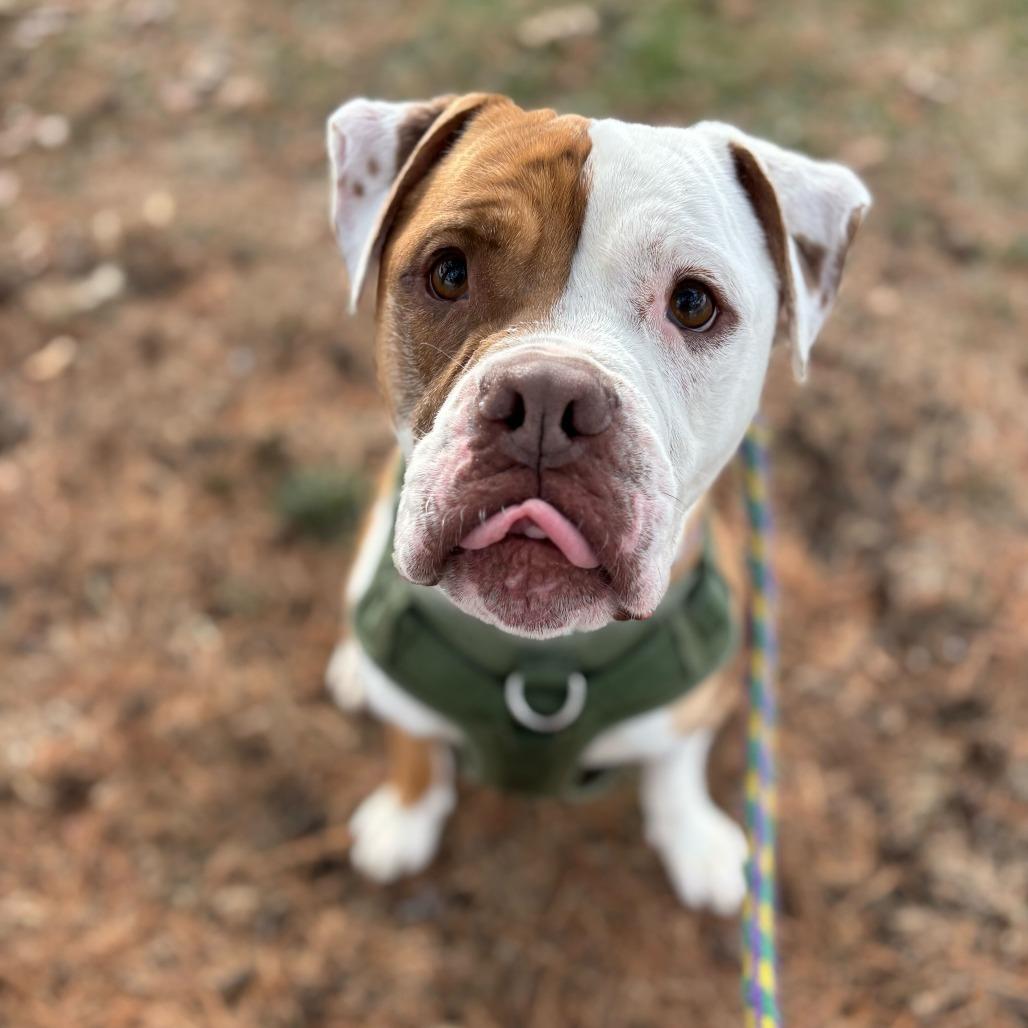 Enlarge Dan the Man, a Adoptable Mixed Breed in Davenport, IA image 5/6