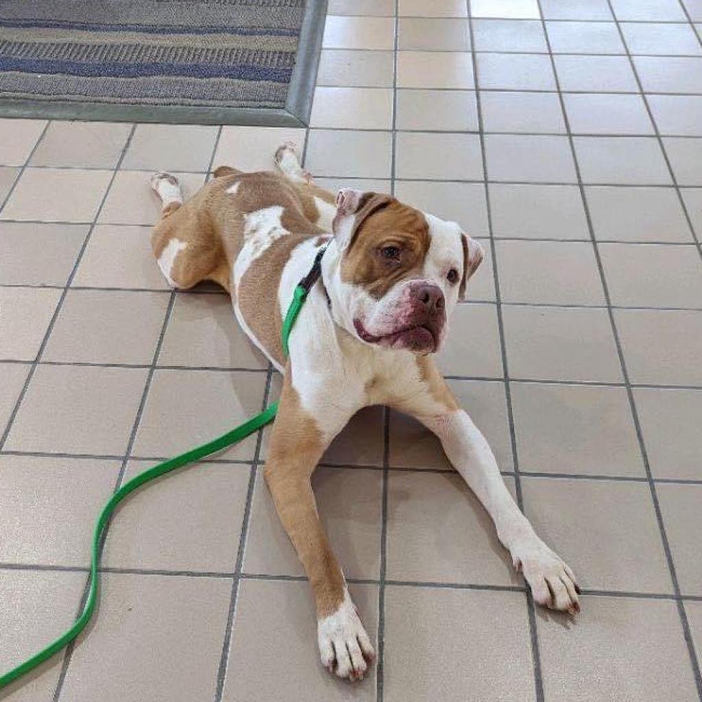Enlarge Dan the Man, a Adoptable Mixed Breed in Davenport, IA image 6/6