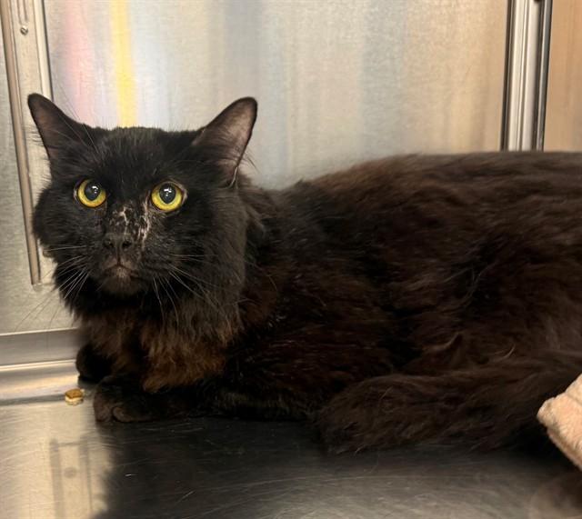 Enlarge SWEETUMS, a Adoptable Domestic Long Hair in Minneapolis, MN image 1/1