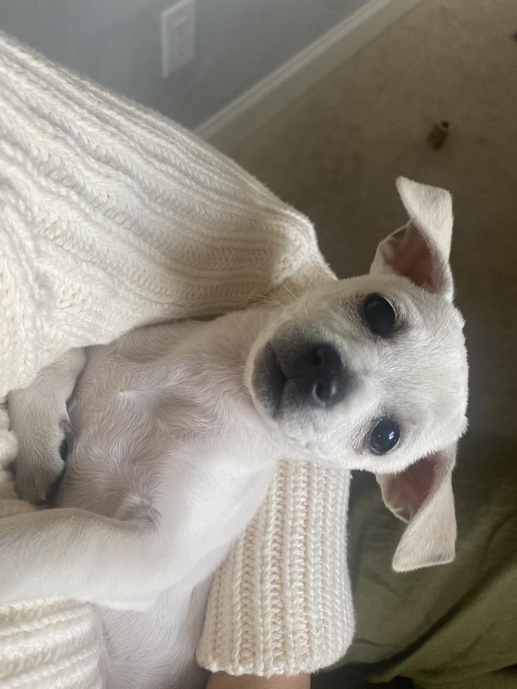 Shyla, Adoptable, Puppy Female Chihuahua.