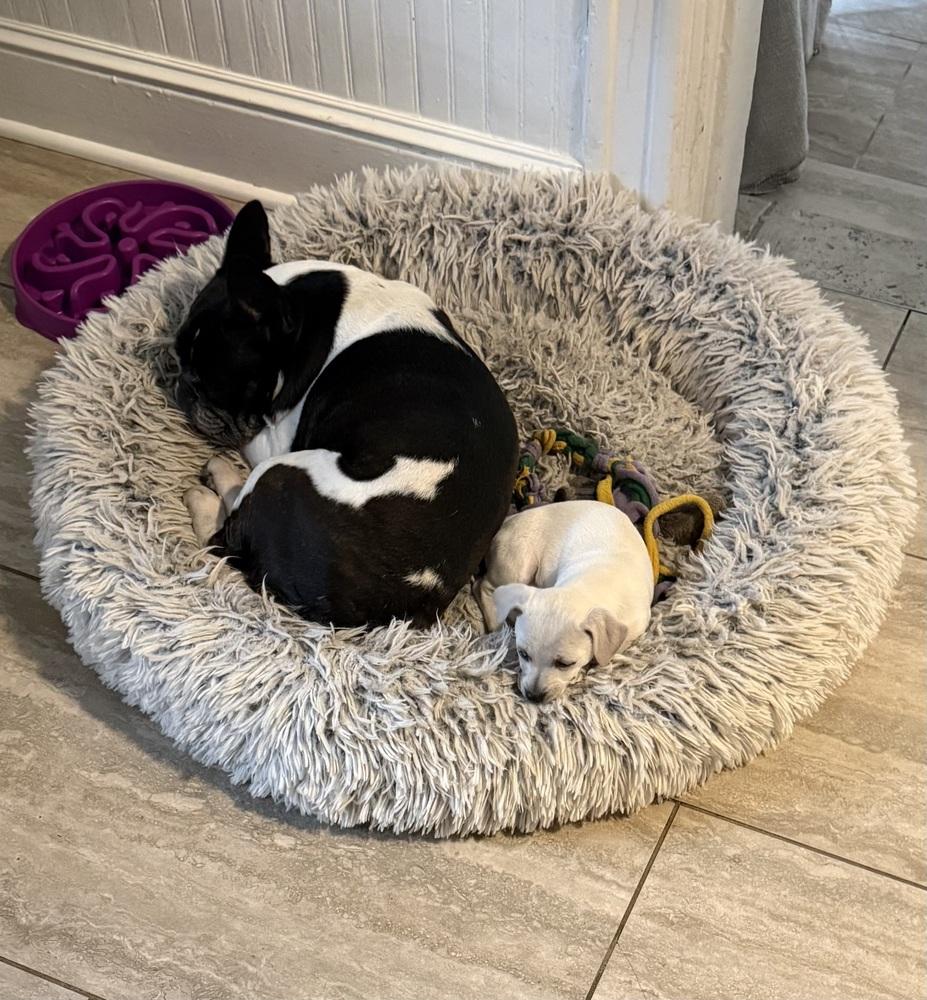 Enlarge Shyla, a Adoptable mixed breed in Denver, CO image 2/6