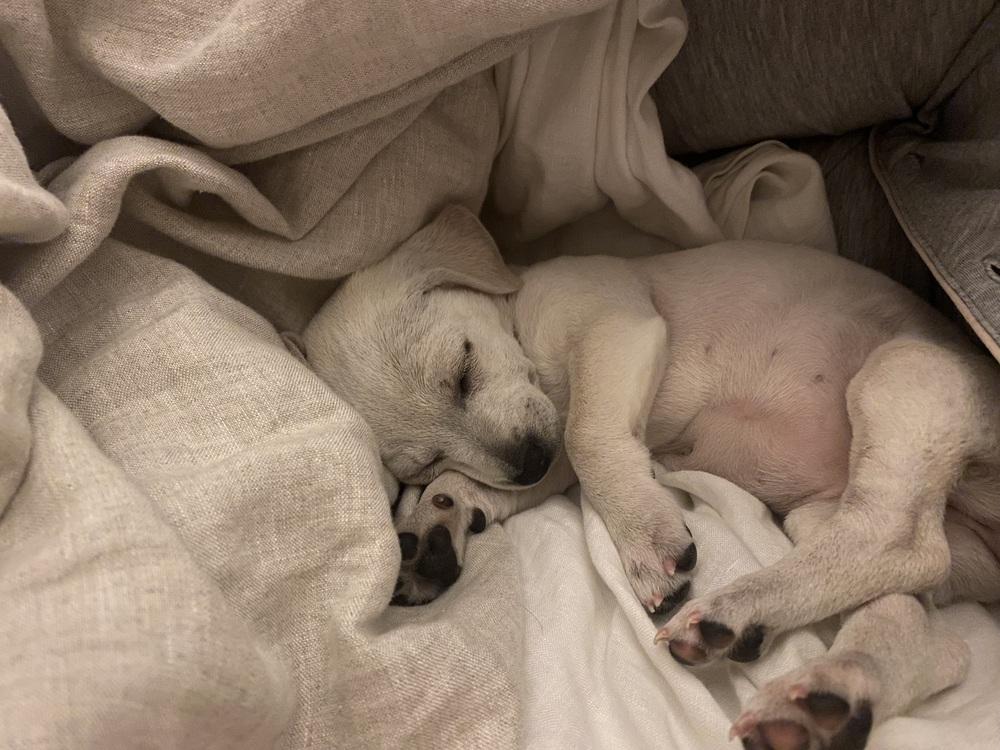 Enlarge Shyla, a Adoptable mixed breed in Denver, CO image 3/6