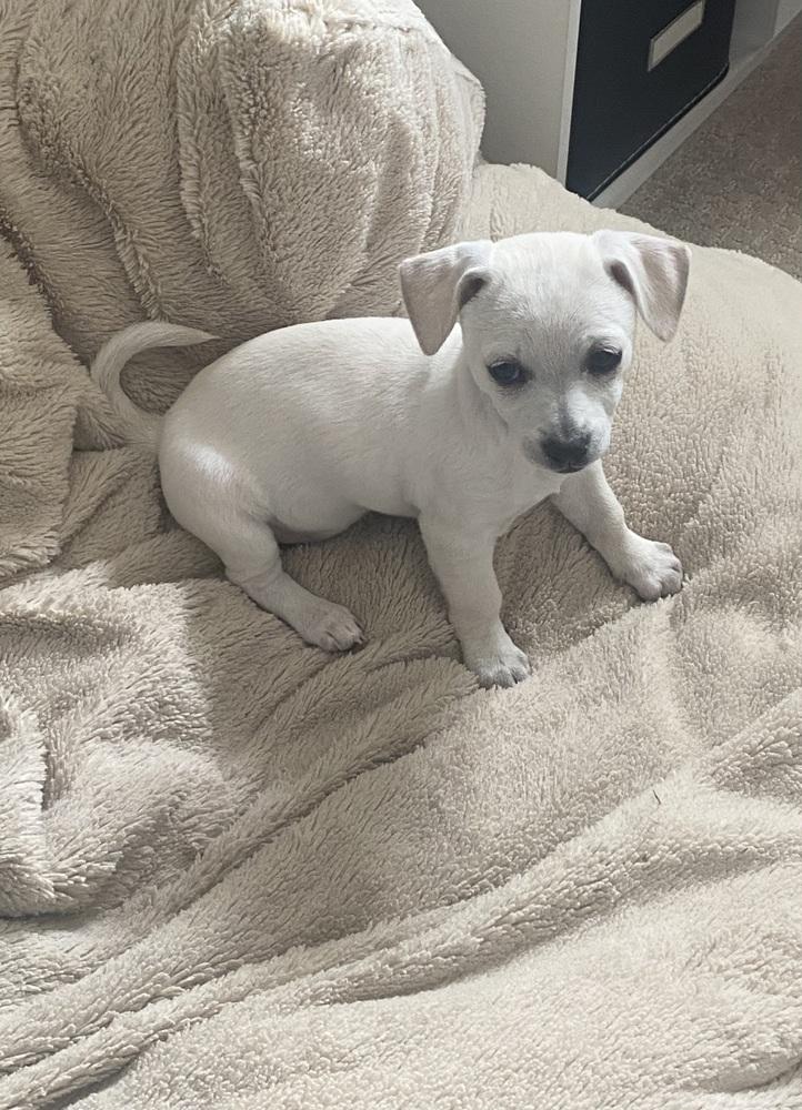 Enlarge Shyla, a Adoptable mixed breed in Denver, CO image 4/6