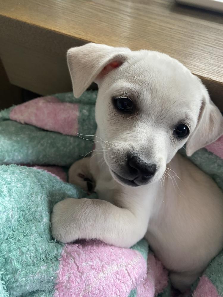 Enlarge Shyla, a Adoptable mixed breed in Denver, CO image 5/6