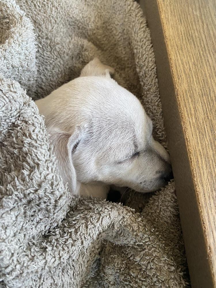 Enlarge Shyla, a Adoptable mixed breed in Denver, CO image 6/6