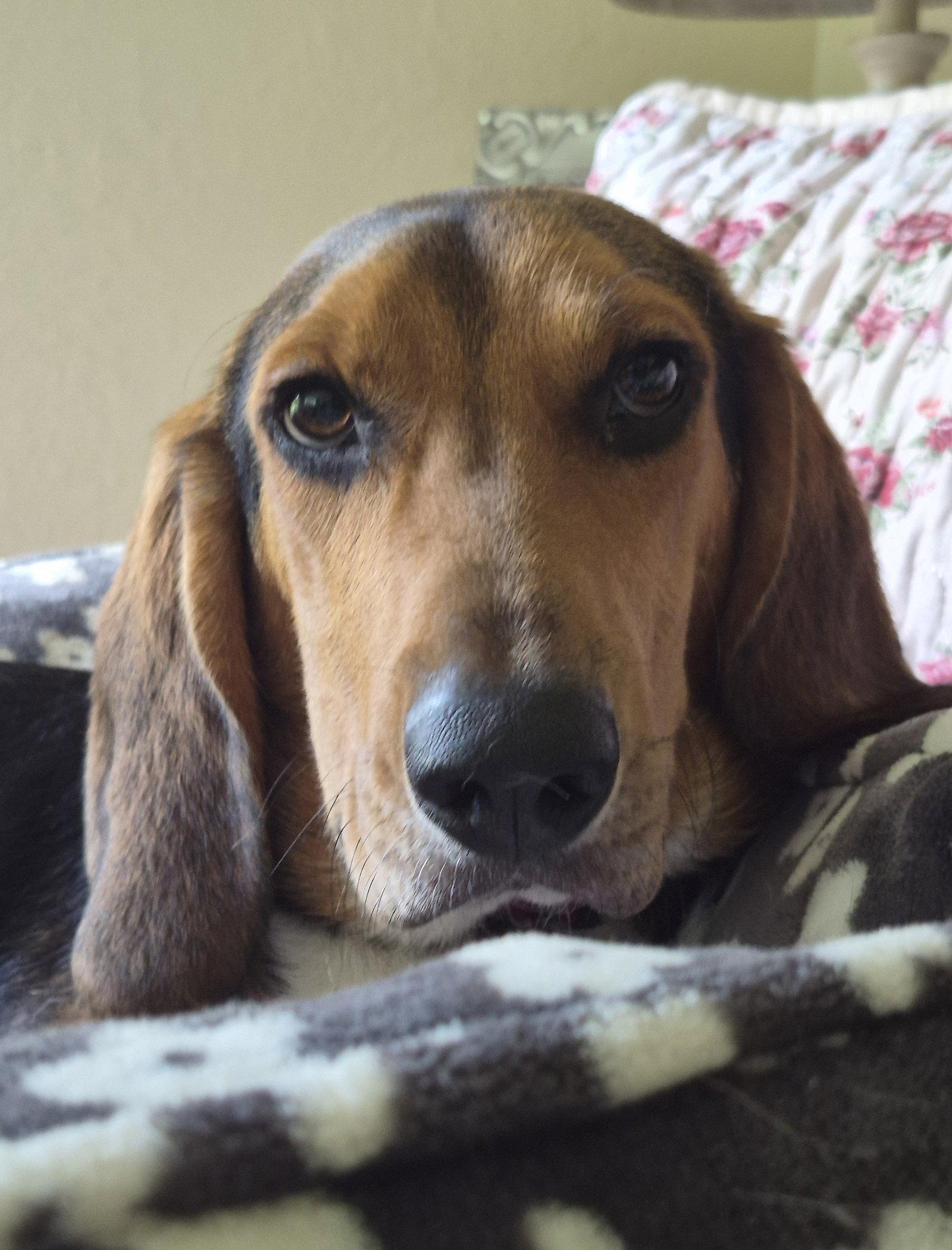 Ivan, Adoptable, Young Male Beagle.