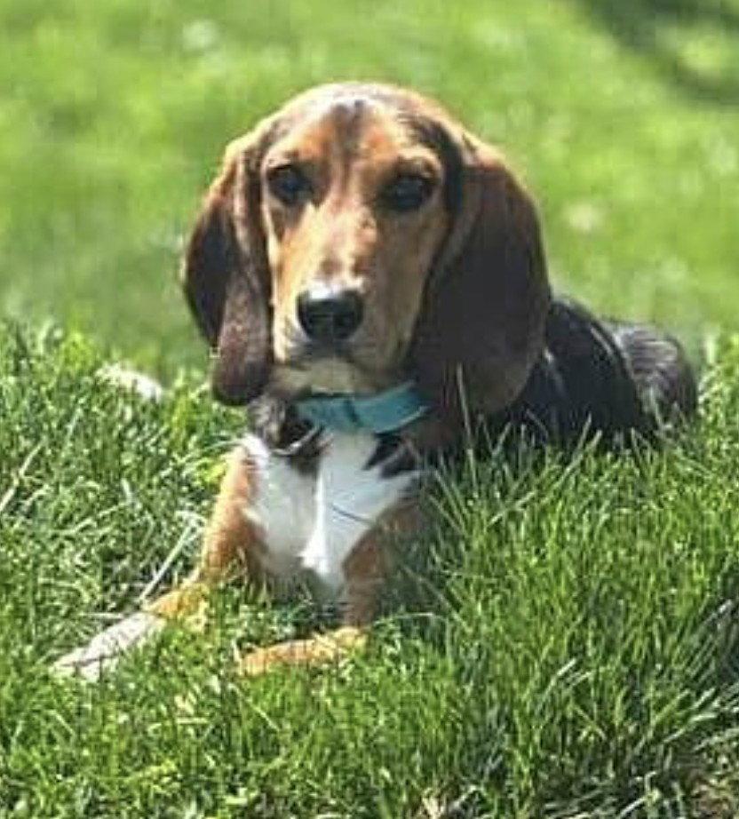 Enlarge Ivan, a Adoptable Beagle in Dunnellon, FL image 1/3