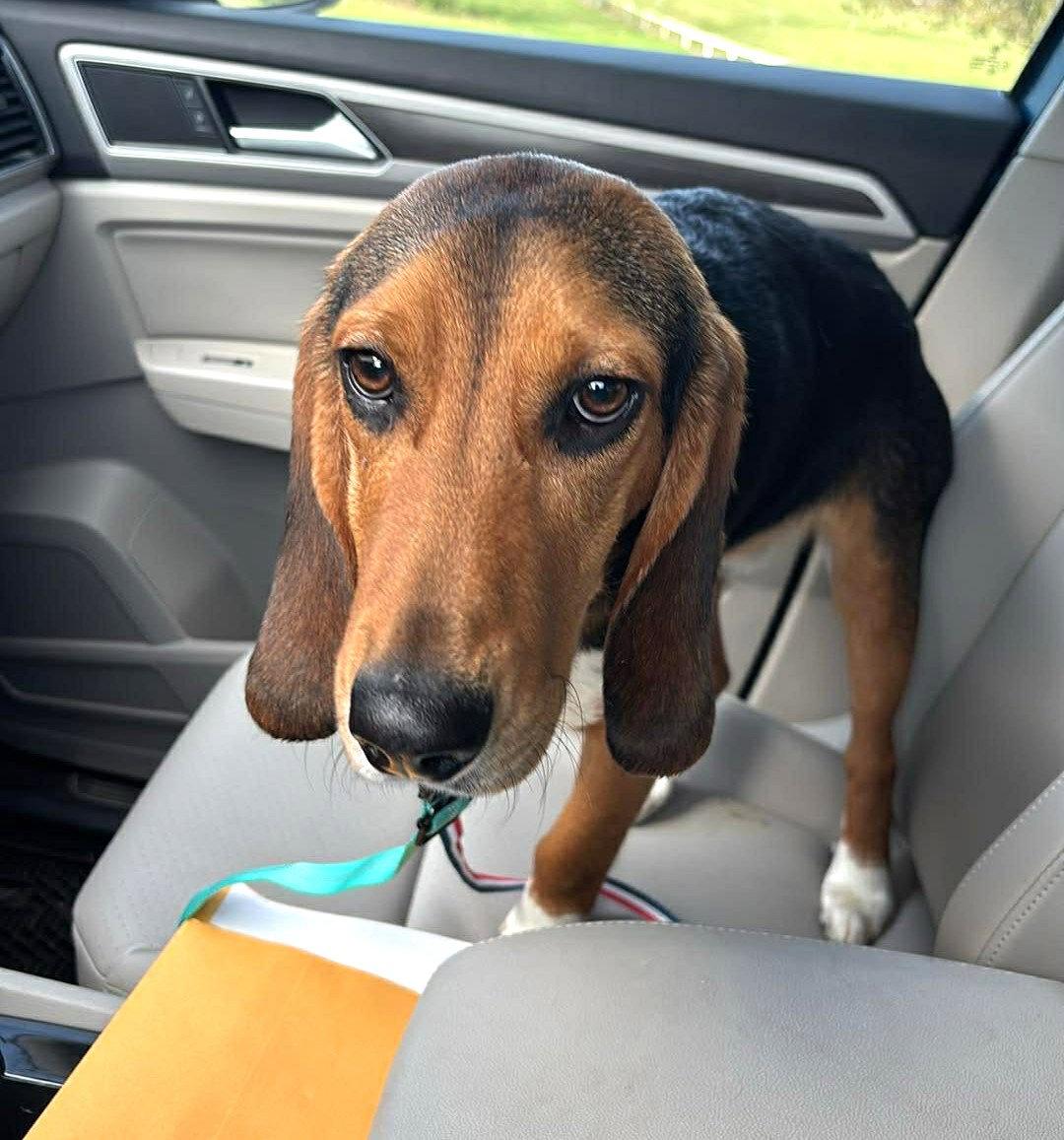 Enlarge Ivan, a Adoptable Beagle in Dunnellon, FL image 2/3