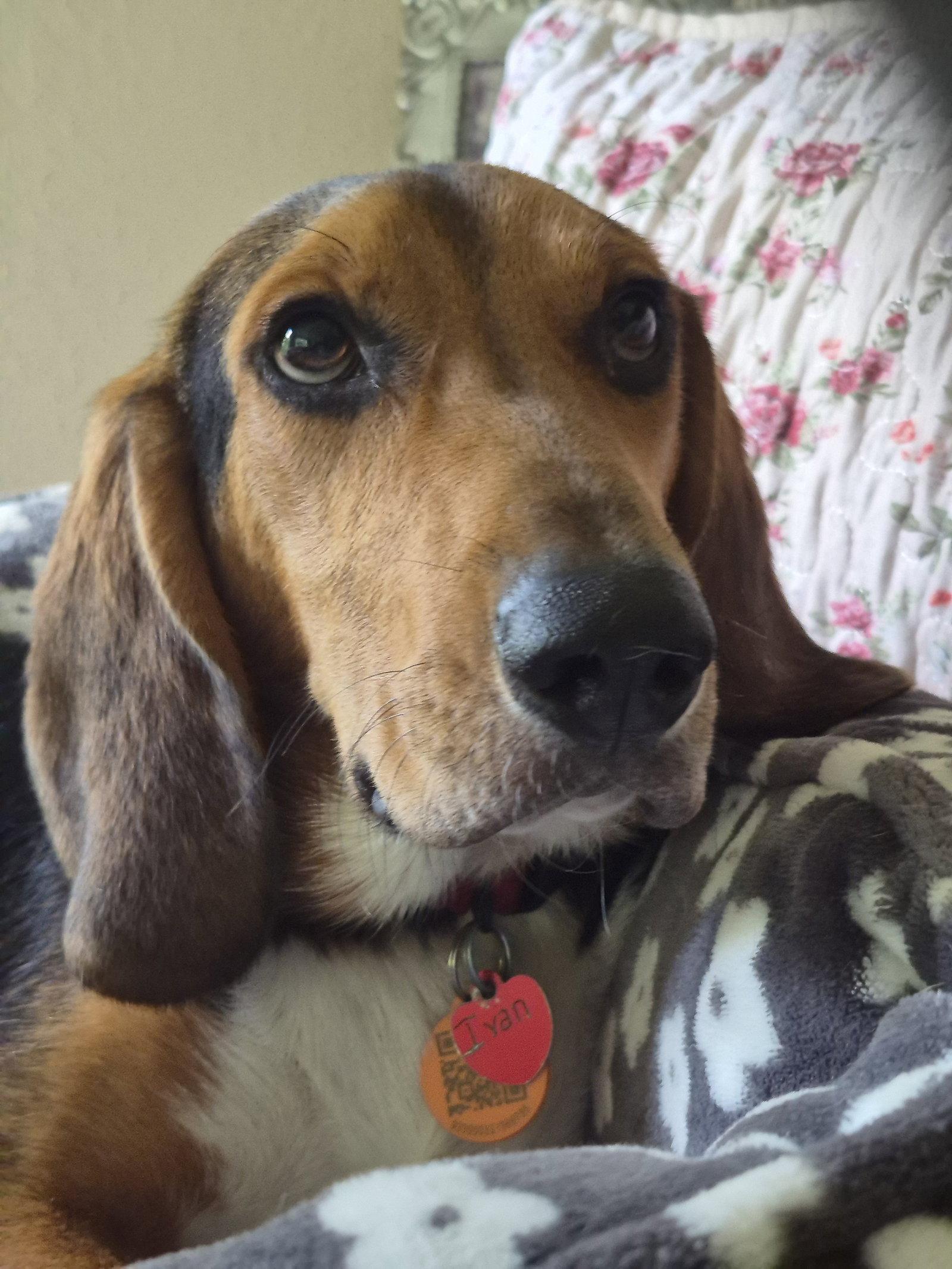 Ivan, a Adoptable Beagle in Dunnellon, FL image 2/3