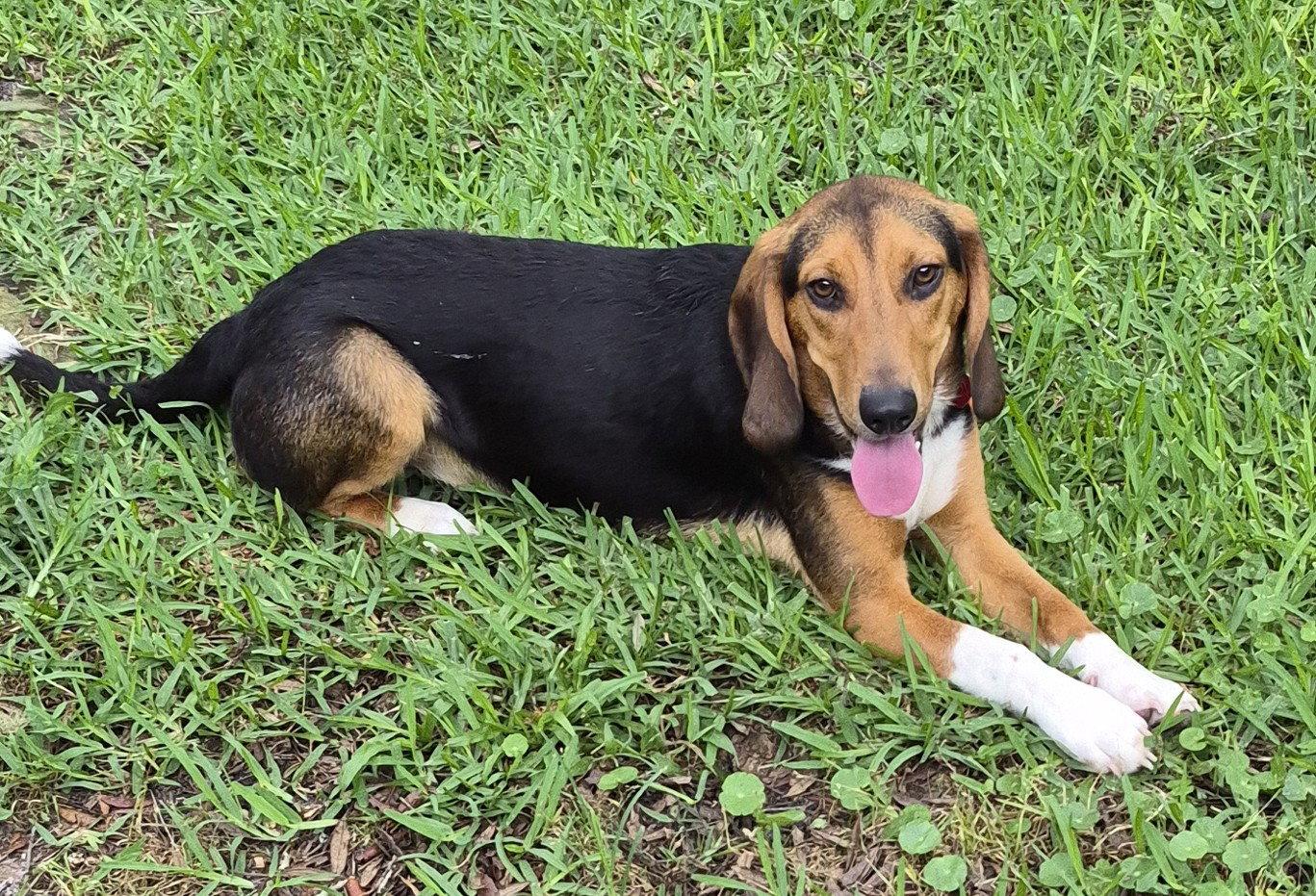 Ivan, a Adoptable Beagle in Dunnellon, FL image 3/3