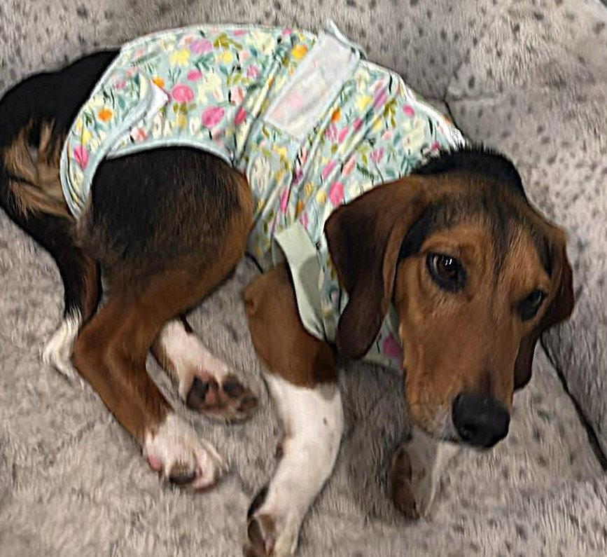 Enlarge Ivan, a Adoptable Beagle in Dunnellon, FL image 3/3