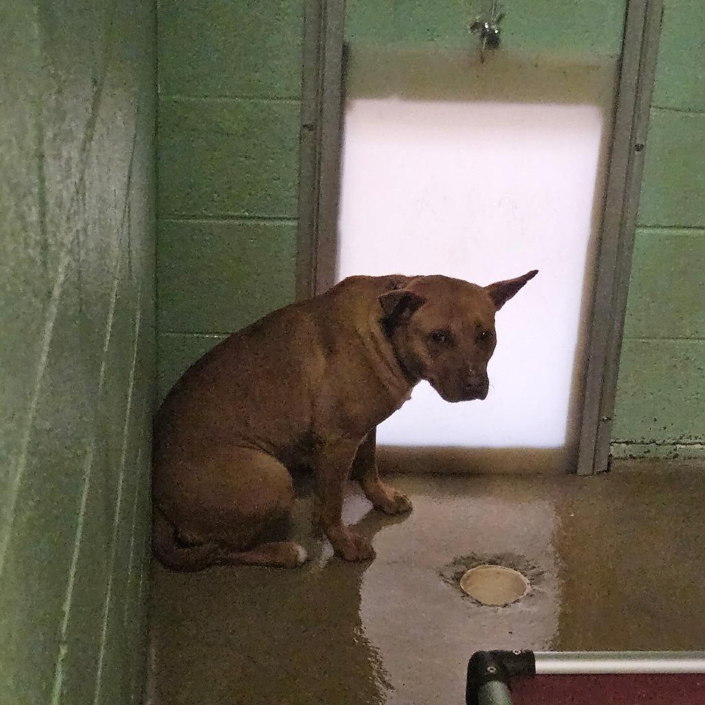 Celeste, Adoptable, Adult Female Terrier.