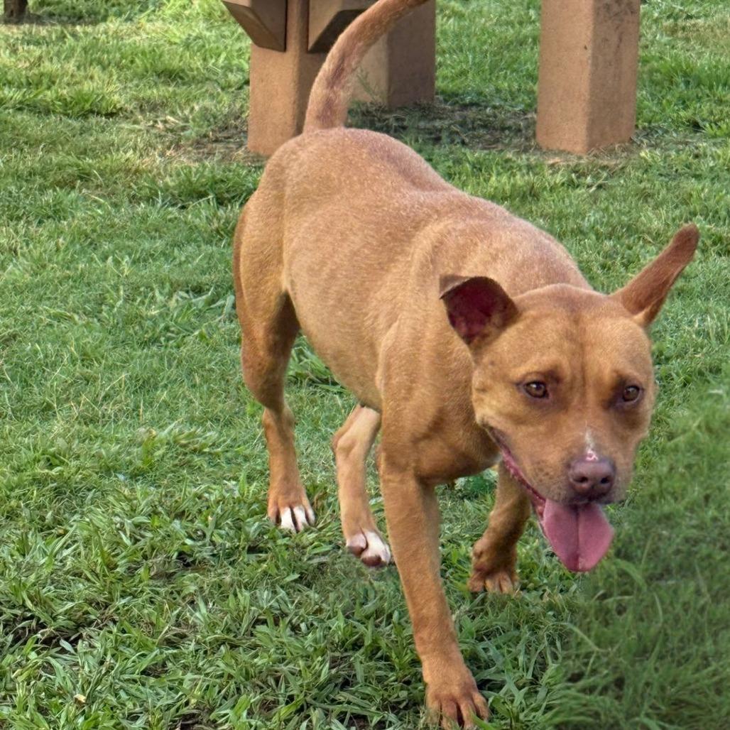 Enlarge Celeste, a Adoptable Terrier in LaGrange, GA image 1/4